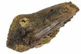 Excellent, Rooted Ceratopsid (Chasmosaurus) Tooth - Montana #113678-3